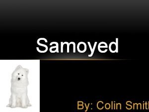 Samoyed shedding level