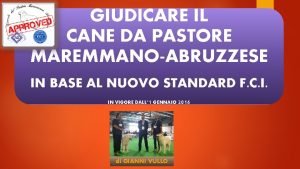 GIUDICARE IL CANE DA PASTORE MAREMMANOABRUZZESE IN BASE