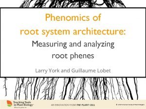 Phenomics of root system architecture Measuring and analyzing