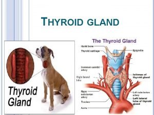 THYROID GLAND THYROID GLAND Is a butterfly shaped