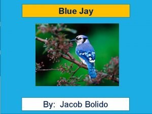 Life cycle of a blue jay