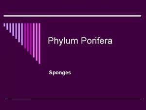 Phylum Porifera Sponges Phylum Porifera pore bearersponges o