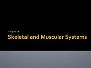Skeletal and muscular system