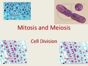 Mitosis and Meiosis Cell Division Why Do Cells