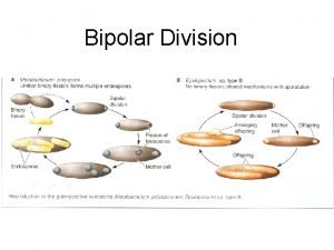 Bipolar Division Soil Rhizosphere Oxygen supply limited by