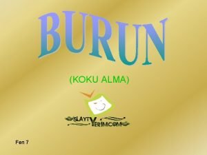 Sapan kemiği nerede Sapan kemiği nerede