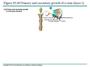 Visualizing primary and secondary growth