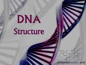 DNA Structure DNA Overview DNA Structure DNA consists