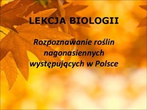 LEKCJA BIOLOGII Rozpoznawanie rolin nagonasiennych wystpujcych w Polsce