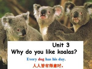 Cómo se escribe koala