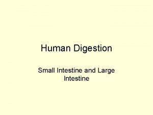 Human Digestion Small Intestine and Large Intestine Small