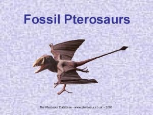 Fossil Pterosaurs The Pterosaur Database www pterosaur co