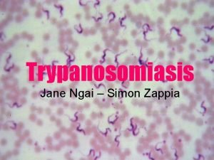 Trypanosomiasis Jane Ngai Simon Zappia Protista Kinetoplastida Trypanosoma