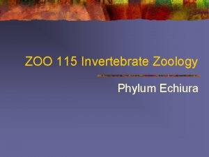 ZOO 115 Invertebrate Zoology Phylum Echiura Phylum Echiura