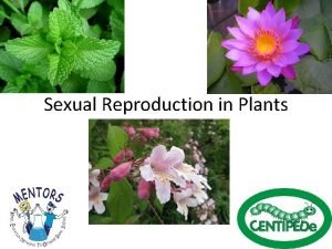 Sexual Reproduction in Plants Sexual Reproduction includes Pollination