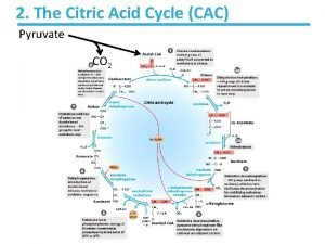 Net products of citric acid cycle