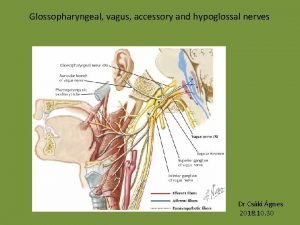 Glossopharyngeal vagus accessory and hypoglossal nerves Dr Cski