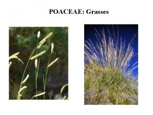 Wheat flower diagram Wheat flower diagram
