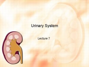 Urinary System Lecture 7 Anatomy Kidneys beanshaped organs