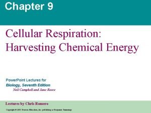 Krebs cycle discovery