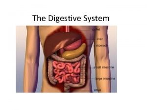 The Digestive System Structures Esophagus Stomach Small Intestine