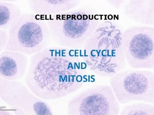 CELL REPRODUCTION THE CELL CYCLE AND MITOSIS Lesson