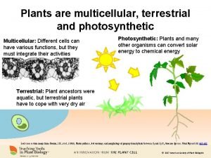 Plants are multicellular terrestrial and photosynthetic Multicellular Different