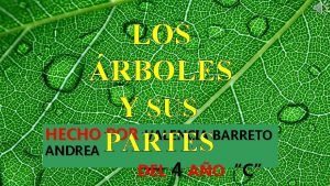 Partes de un árbol