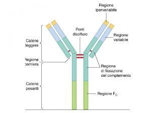 Amminopterina