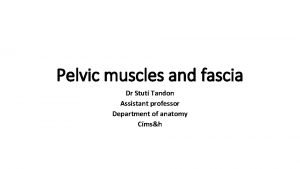 Pelvic fascia