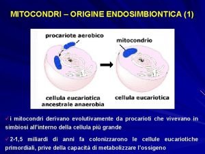 MITOCONDRI ORIGINE ENDOSIMBIONTICA 1 i mitocondri derivano evolutivamente