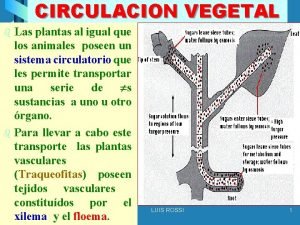 Sistema circulatorio vegetal