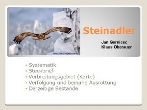 Steinadler Jan Gornicec Klaus Oberauer http www vogelwarte