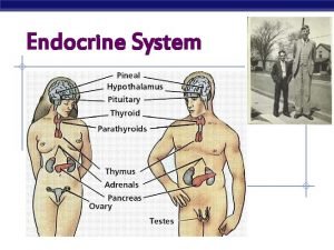 Endocrine System Major Hormone Secreting Structures The Endocrine