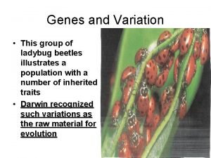 Genes and Variation This group of ladybug beetles