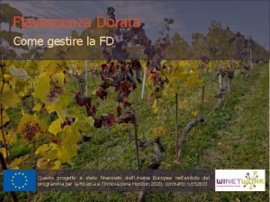 Flavescenza Dorata Come gestire la FD Questo progetto