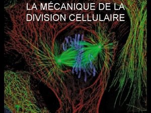 LA MCANIQUE DE LA DIVISION CELLULAIRE Cycle cellulaire