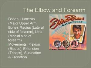 The Elbow and Forearm Bones Humerus Major Upper