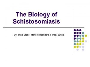 Life history of schistosoma