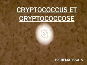 CRYPTOCOCCUS ET CRYPTOCOCCOSE Dr BENAISSA S DFINITION La