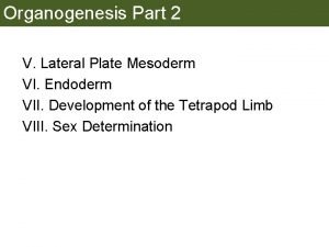 Organogenesis Part 2 V Lateral Plate Mesoderm VI