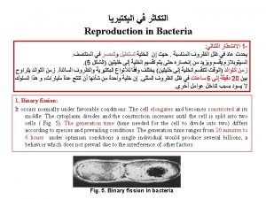 Sporulation cycle