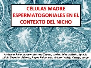 Conclusiones de las celulas madre