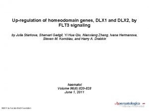 Upregulation of homeodomain genes DLX 1 and DLX