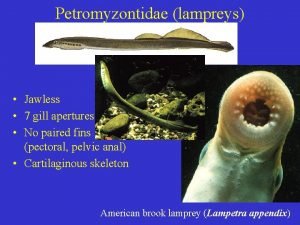 Petromyzontidae lampreys Jawless 7 gill apertures No paired