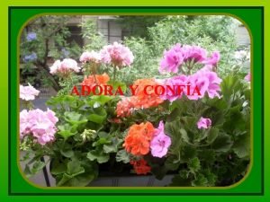 Adora y confía