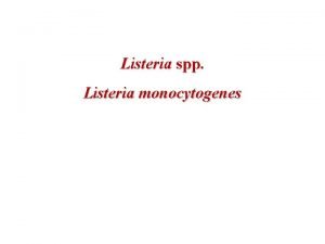 Listeria spp Listeria monocytogenes Klasyfikacja Domena Bacteria Typ