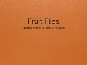 Sexing fruit flies