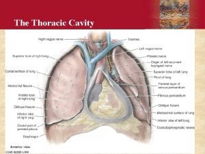 The Thoracic Cavity Copyright 2006 by Elsevier Inc