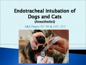 Endotracheal Intubation of Dogs and Cats Anesthetist AA